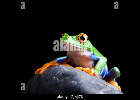 Isolato di anfibio animale Foto Stock