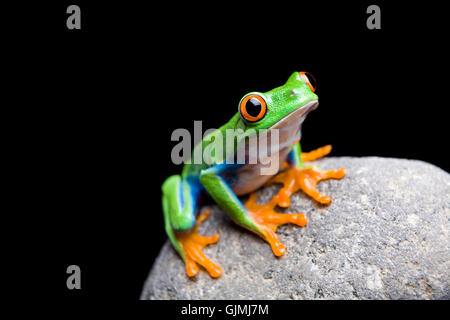 Isolato di anfibio animale Foto Stock