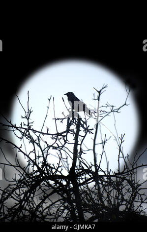 Uccello notturno di notte Foto Stock