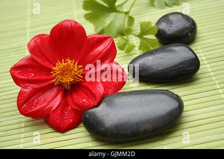 Bloom blossom prosperare Foto Stock