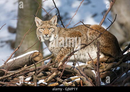 Cat Gatto grande predatore felino Foto Stock