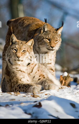 Cat Gatto grande predatore felino Foto Stock