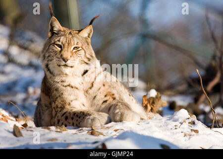 Cat Gatto grande predatore felino Foto Stock