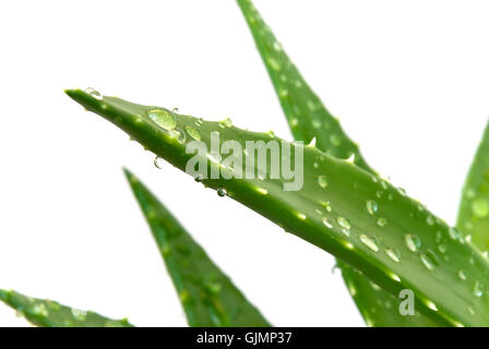 Aloe vera -freigestellt con gocce Foto Stock