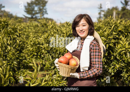 Middleaged femmina asiatico l'agricoltore che detiene un Basketful di mele Foto Stock