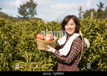 Middleaged femmina asiatico l'agricoltore che detiene un Basketful di mele Foto Stock