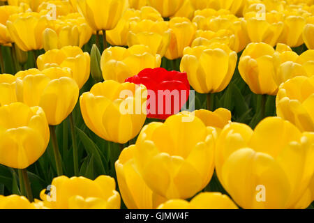 La molla di piante e fiori Foto Stock