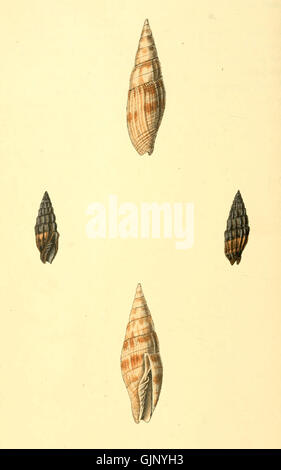 Un'illustrazione tratta da "Zoological Illustrations", volume i, placca 29, raffigurante una specie del regno animale con caratteristiche anatomiche dettagliate, comuni nelle illustrazioni di storia naturale del XIX secolo. Foto Stock