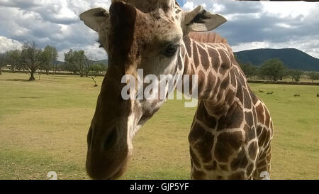 Questa foto ravvicinata di "Giraffa" mette in mostra le caratteristiche eleganti della giraffa, sottolineando il suo caratteristico collo lungo e il suo cappotto a motivi geometrici. L'opera d'arte cattura la grazia e la bellezza di questo maestoso animale nella sua forma naturale. Foto Stock