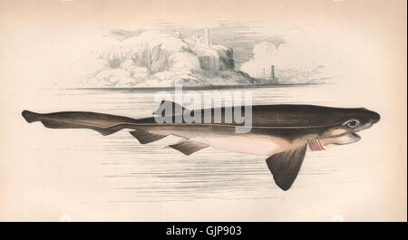 BLUNTNOSE SIXGILL SHARK. Hexanchus griseus, mucca shark. Lettino, antica stampa 1862 Foto Stock