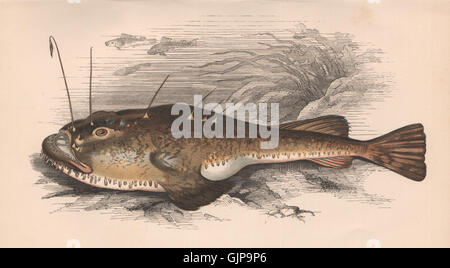 Il pescatore. Lophius Piscatorius, rana pescatrice, Goosefish, Bellyfish. Il lettino, stampa 1862 Foto Stock