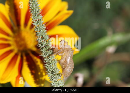 Cicala vuoto guscio o involucro 4 da moulted cicala insetto su giallo fiore gazania in Italia hemiptera cicadidae da Ruth Swan Foto Stock