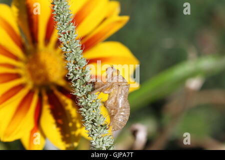 Cicala vuoto guscio o involucro 4 da moulted cicala insetto su giallo fiore gazania in Italia hemiptera cicadidae da Ruth Swan Foto Stock