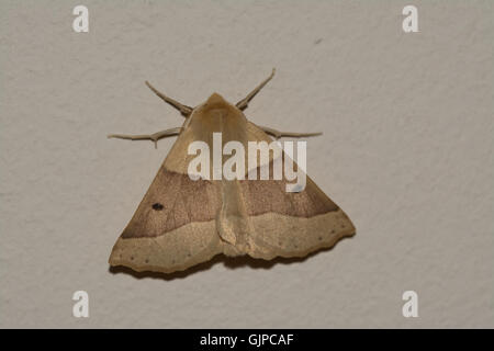 Festone falena quercia (Crocallis elinguaria) Foto Stock