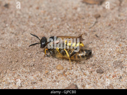 Macro di beewolf wasp (Philanthus triangulum) con il miele delle api (Apis) preda di sabbia sul brughiera habitat nel Surrey, Inghilterra Foto Stock