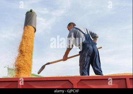 Raccolto di mais su un terreno coltivato Foto Stock