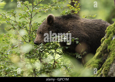 Orso bruno in una foresta Foto Stock