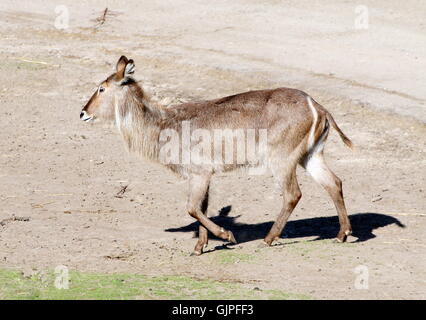 Femmina a piedi africani waterbuck Ellipsen (Kobus ellipsiprymnus ellipsiprymnus) Foto Stock