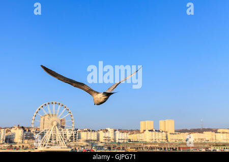 Seagull volare nel cielo blu chiaro con Brighton Seafront e la ruota panoramica Ferris in background, Inghilterra Foto Stock