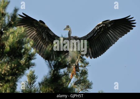 Airone cinerino (Ardea cinerea) al pine tree. Parco nazionale del lago Plesheevo, Yaroslavl Regione, Russia Foto Stock