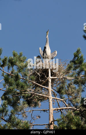 Due airone cinerino (Ardea cinerea) capretti gli uccelli nel nido. Parco nazionale del lago Plesheevo, Yaroslavl Regione, Russia Foto Stock
