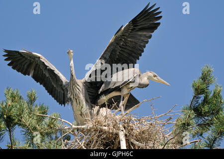 Due airone cinerino (Ardea cinerea) capretti gli uccelli nel nido. Parco nazionale del lago Plesheevo, Yaroslavl Regione, Russia Foto Stock