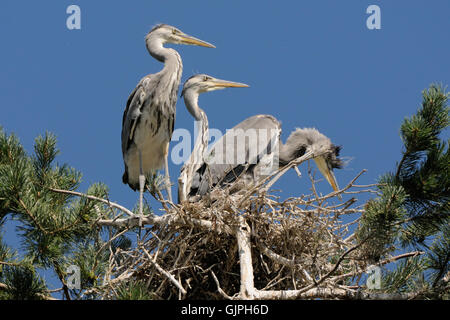 Tre airone cinerino (Ardea cinerea) capretti gli uccelli nel nido. Parco nazionale del lago Plesheevo, Yaroslavl Regione, Russia Foto Stock