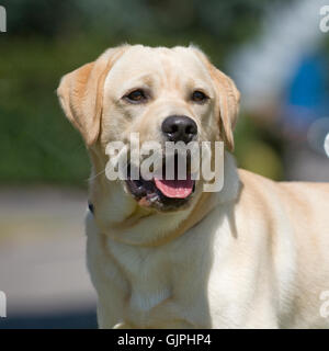 Giallo labrador retriever Foto Stock