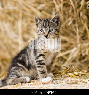 gatto, gattino Foto Stock