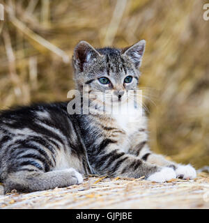 Tabby gattino Foto Stock