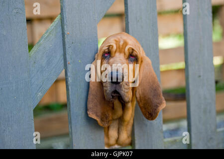 Bloodhound guardando attraverso un cancello Foto Stock