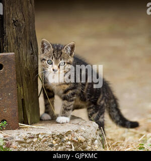 Tabby kitten su una fattoria Foto Stock