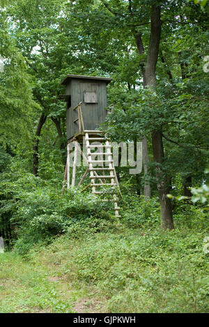 Seduta alta nella foresta di tedesco Foto Stock