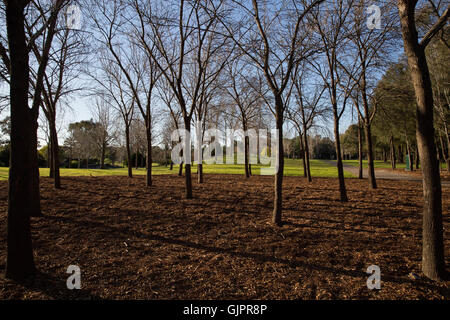 Alberi in riserva Nurragingy Blacktown Foto Stock