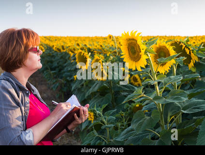 Esperti agricoli di ispezionare la qualità dei semi di girasole Foto Stock