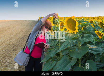 Esperti agricoli di ispezionare la qualità dei semi di girasole Foto Stock