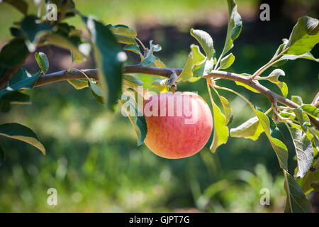 Red apple apple sul ramo di albero Foto Stock