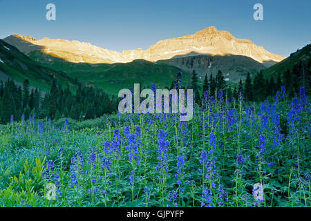 Larkspur subalpino (Delphinium barbeyi) e Gilpin picco, Yankee Boy bacino, nei pressi di Ouray, Colorado, STATI UNITI D'AMERICA Foto Stock