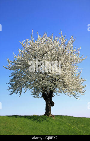 Sakura Foto Stock