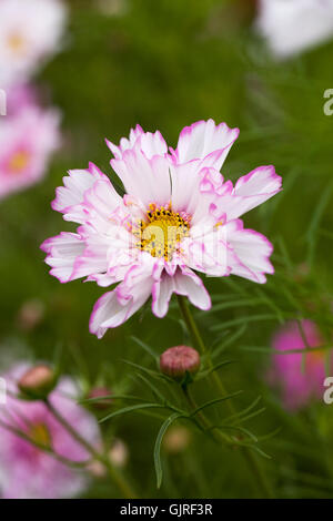 Cosmo fare doppio clic Bicolor Rose fiore. Foto Stock