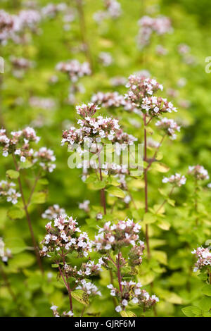 Origanum vulgare " Aureum". Golden origano fiori. Foto Stock