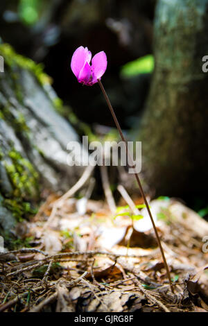 Il ciclamino alpino nelle Alpi Giulie in Slovenia Foto Stock