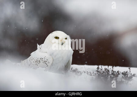 Civetta delle nevi; Bubo scandiacus singolo in Snow Scozia - UK Foto Stock