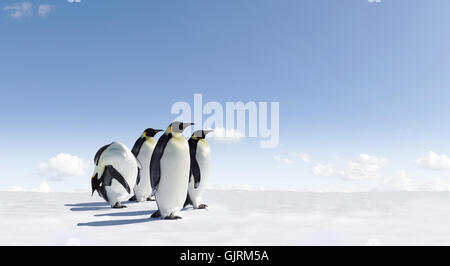 Animali pinguini di uccelli Foto Stock