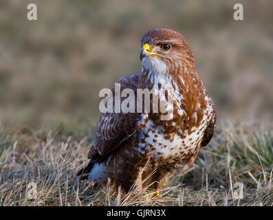 Il cacciatore di uccelli Uccelli Foto Stock