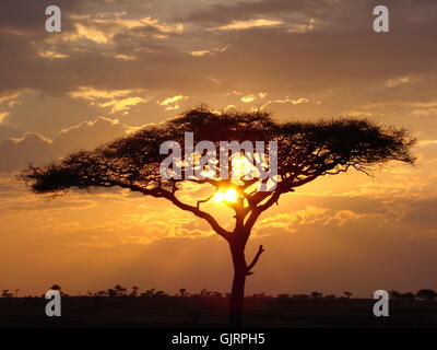 Tramonto africa sunrise Foto Stock