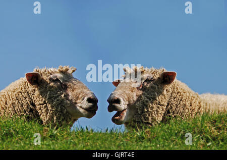 Talk parla di lingua Foto Stock