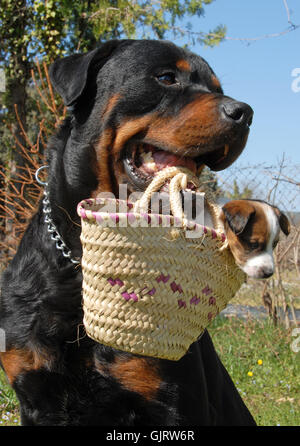 cucciolo di cane jack Foto Stock