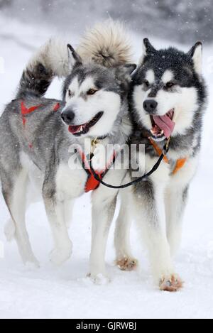 cane di imbracatura di pelliccia Foto Stock