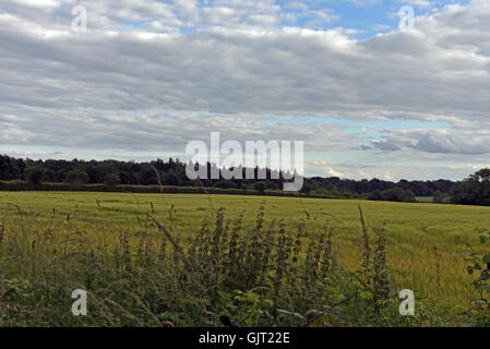 Vista attraverso i campi aperti della campagna di Norfolk, sotto un cielo nuvoloso, tipico dell'inglese estate Foto Stock